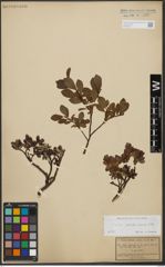 Foto von Salix waldsteiniana Willd.